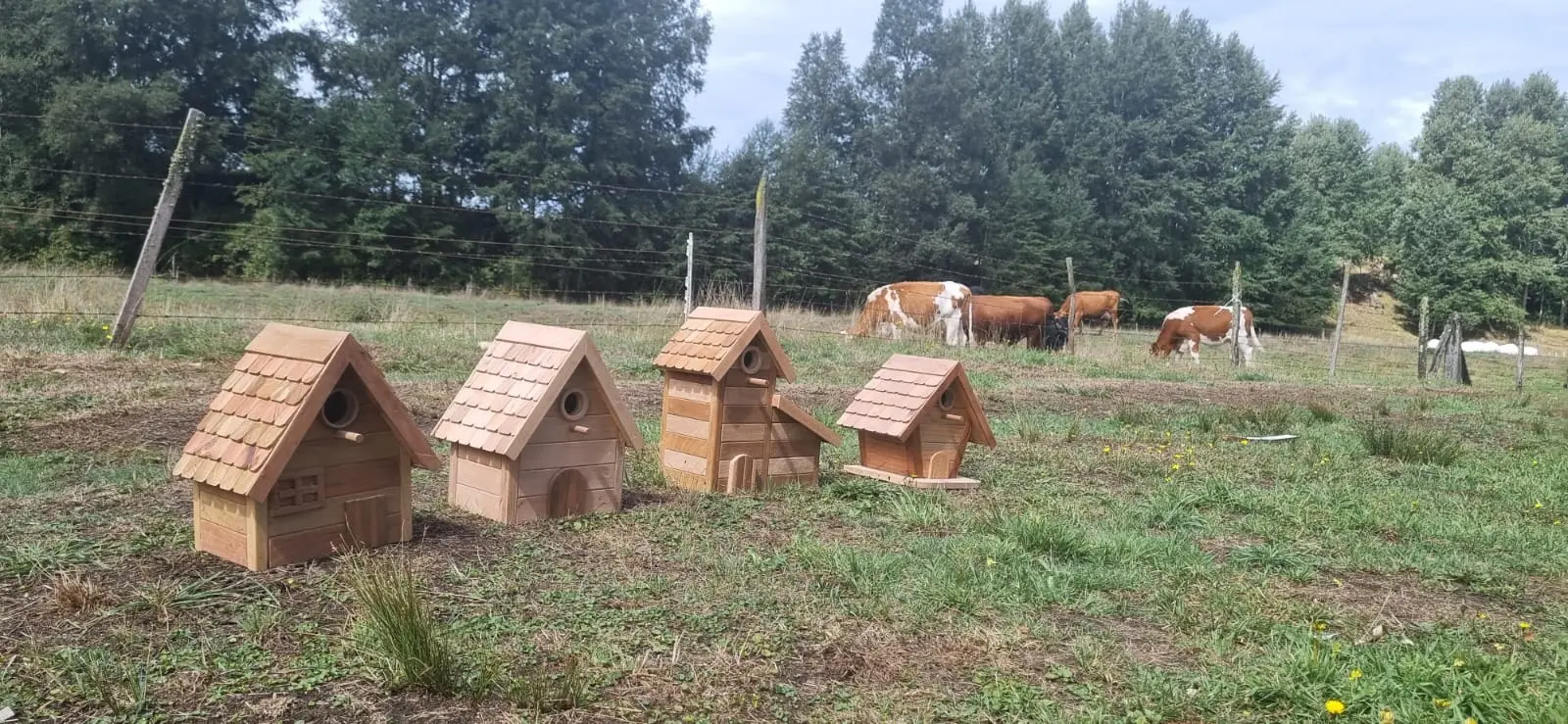 Casitas de pájaros en madera nativa, acabado protector